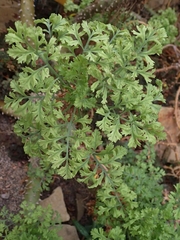 Pelargonium carnosum carnosum
