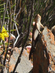 Karusasaurus polyzonus