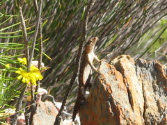 Karusasaurus polyzonus