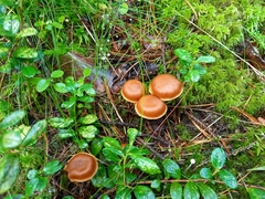 Cortinarius gentilis