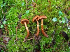 Cortinarius gentilis