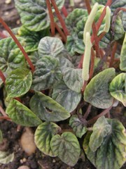 Peperomia caperata