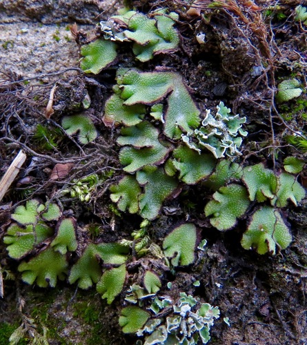 iNaturalist observation photo of complex thalloid liverworts