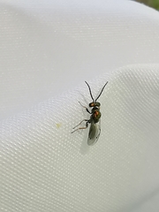 Miscogaster