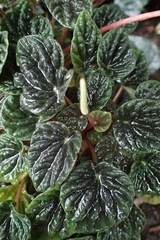Peperomia caperata