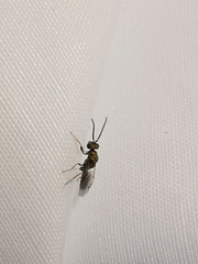 Miscogaster