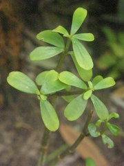 Peperomia congona