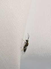 Miscogaster