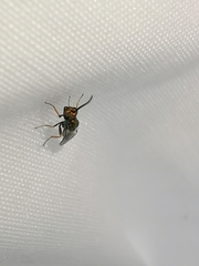 Miscogaster