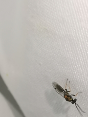 Miscogaster
