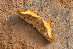 Eurytela dryope