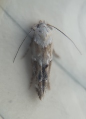 Mompha rufocristatella