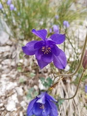 Aquilegia iulia