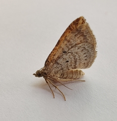 Costaconvexa polygrammata