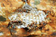 Polistes marginalis