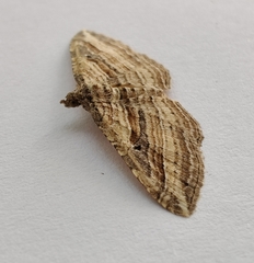 Costaconvexa polygrammata