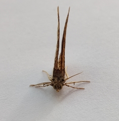 Costaconvexa polygrammata