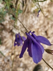 Aquilegia iulia