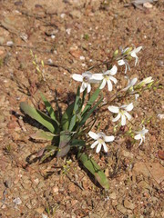 Tritonia pallida