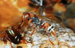 Polistes marginalis
