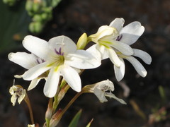 Tritonia pallida