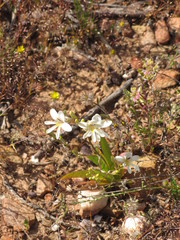 Tritonia pallida