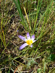 Romulea tabularis