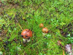 Leccinum albostipitatum