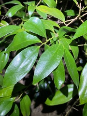 Cryptocarya laevigata