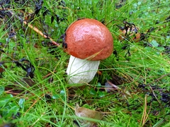 Leccinum albostipitatum