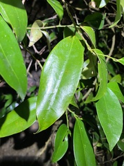 Cryptocarya laevigata