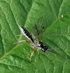 Tryphoninae