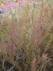 Erica hispidula hispidula