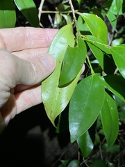 Cryptocarya laevigata