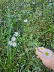 Erigeron annuus