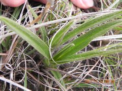 Hypoxis argentea argentea