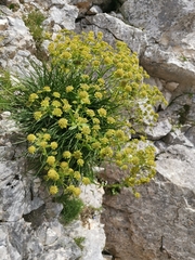 Bupleurum petraeum