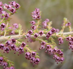 Erica hispidula hispidula