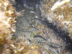 Panulirus guttatus
