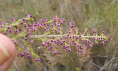 Erica hispidula hispidula