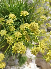 Bupleurum petraeum
