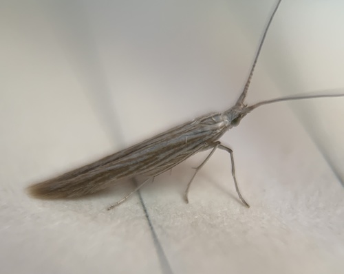 Streaked Coleophora Moth photo 3