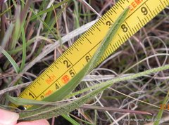 Hypoxis argentea argentea