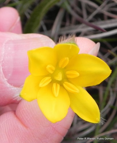 Small yellow star-flower (Hypoxis argentea)