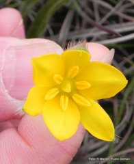 Hypoxis argentea argentea