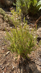 Empetreae