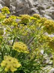 Bupleurum petraeum
