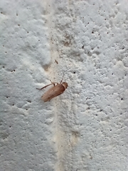 Sordana sordida