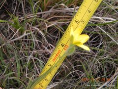 Hypoxis argentea argentea