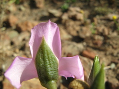 Anacampseros telephiastrum